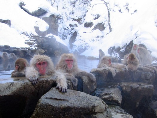 Snow Monkeys: These Japanese macaques are enjoying the delights of a hot spring in their backyard, in Nagano, Japan. Their relaxed faces offer the best testament to how much your own little monkeys will value a backyard destination-spa. Photo: ”Jigokudani hot spring in Nagano Japan 001" by Yosemite.