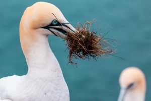 Birds clean their nests