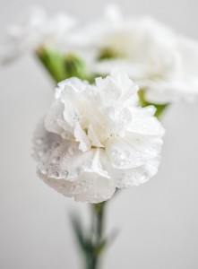 Gorgeous White Carnations