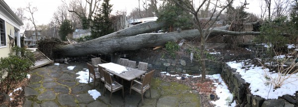  Fallen Oak Tree