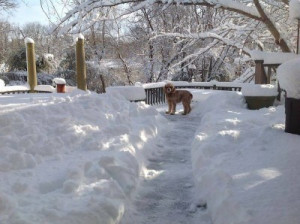 Your Pets Want You to Shovel